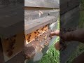 Catching the Bees. 37+ Day Old Drones, Ready To Mate. #honeybees #beekeeping #queen rearing