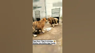 The Lion Eats First Tiger Eats What S Left Shorts 