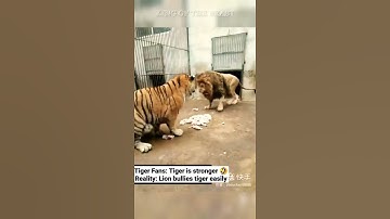 The lion eats first, tiger eats what