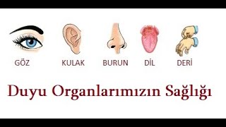 3. Sınıf Fen Bilimleri Duyu Organlarımızın Sağlığı