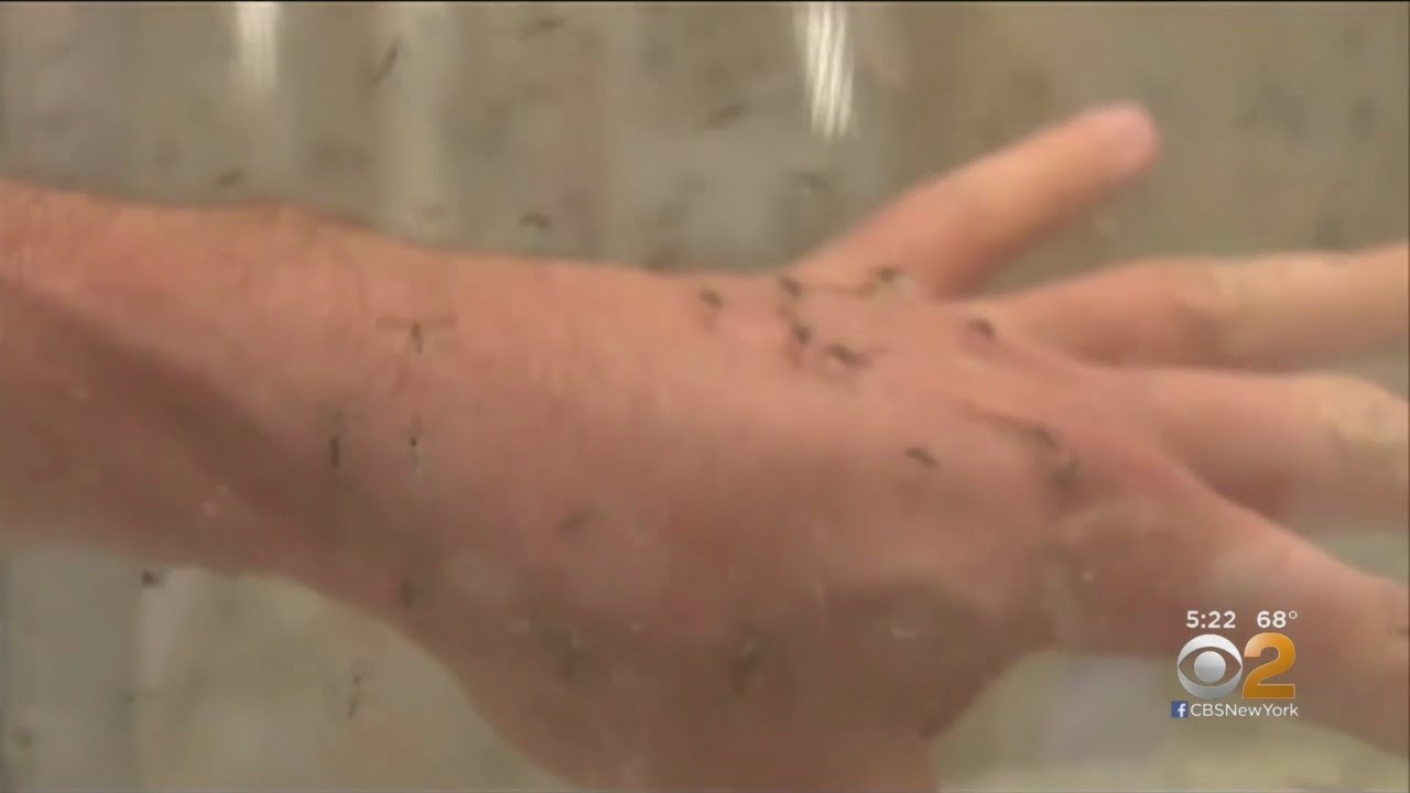 new jersey lotto New Cases Of Deadly Mosquito Virus In New Jersey