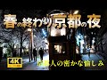 【京都春の終わり】夜桜の余韻｜ 美しい光と風の記憶｜京都 散り際にこそ輝く夜景幻想的に散りゆく桜を追って共に歩く静かな春の終章｜京都旅行｜四条通り｜お勧め京都｜大阪万博より京都観光で決まり！