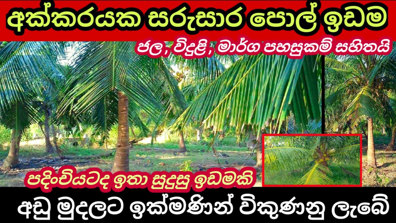 Coconut land for sale Pol idam Land for sale in sri lanka House