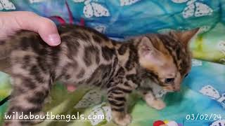 Wildtrax Bengal kitten 3/2/24