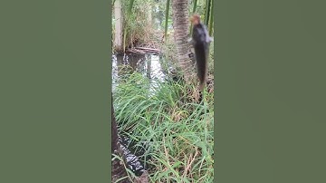 Câu cá rô đồng #fishing #shortvideo