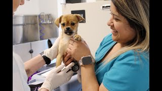 Tour the new, lifesaving animal hospital at Operation Kindness