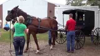 Mary Hitching Up the Buggy!!!