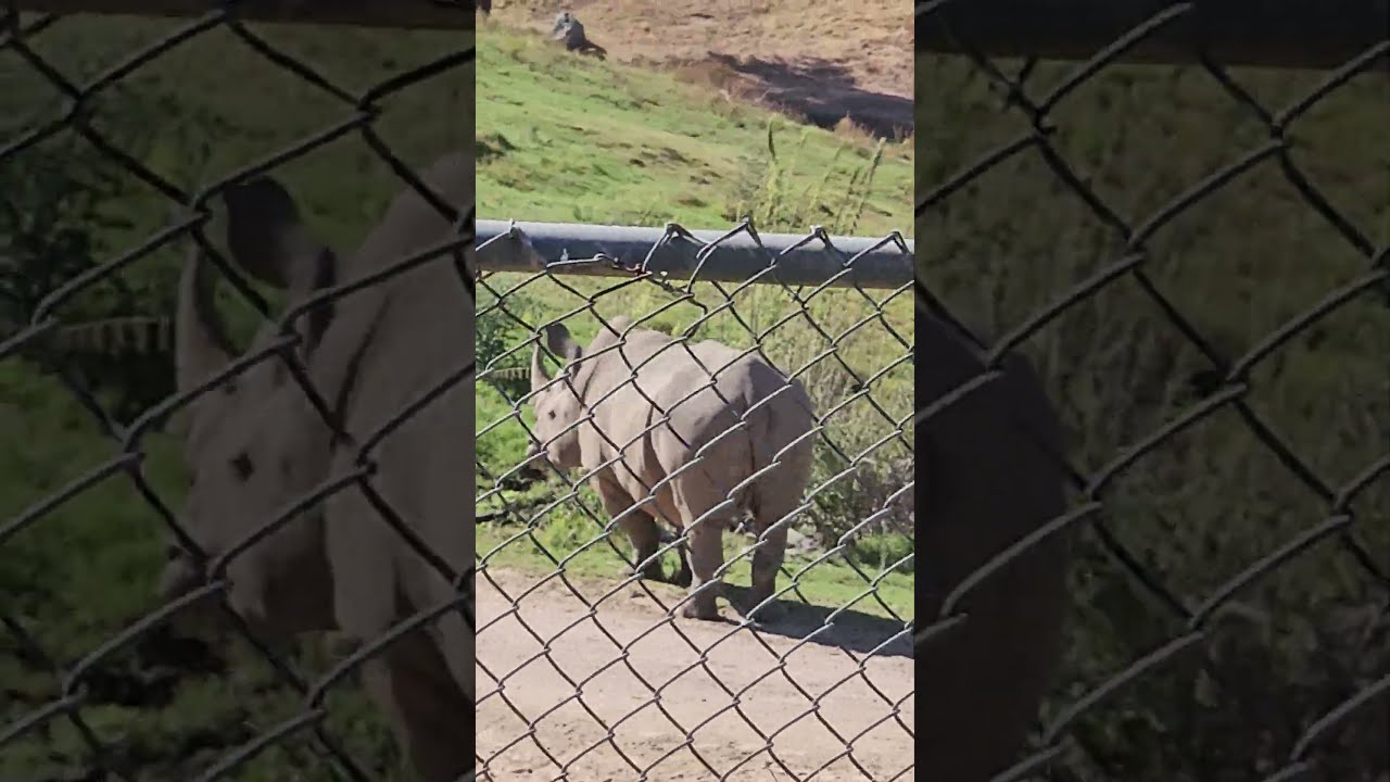 Massive White Rhino Spotted Safari Park Moments
