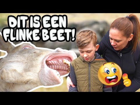 JESSE IS GEBETEN DOOR GEVAARLIJK DIER ! - De Bakkertjes #522