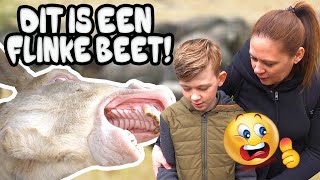 JESSE IS GEBETEN DOOR GEVAARLIJK DIER ! - De Bakkertjes #522