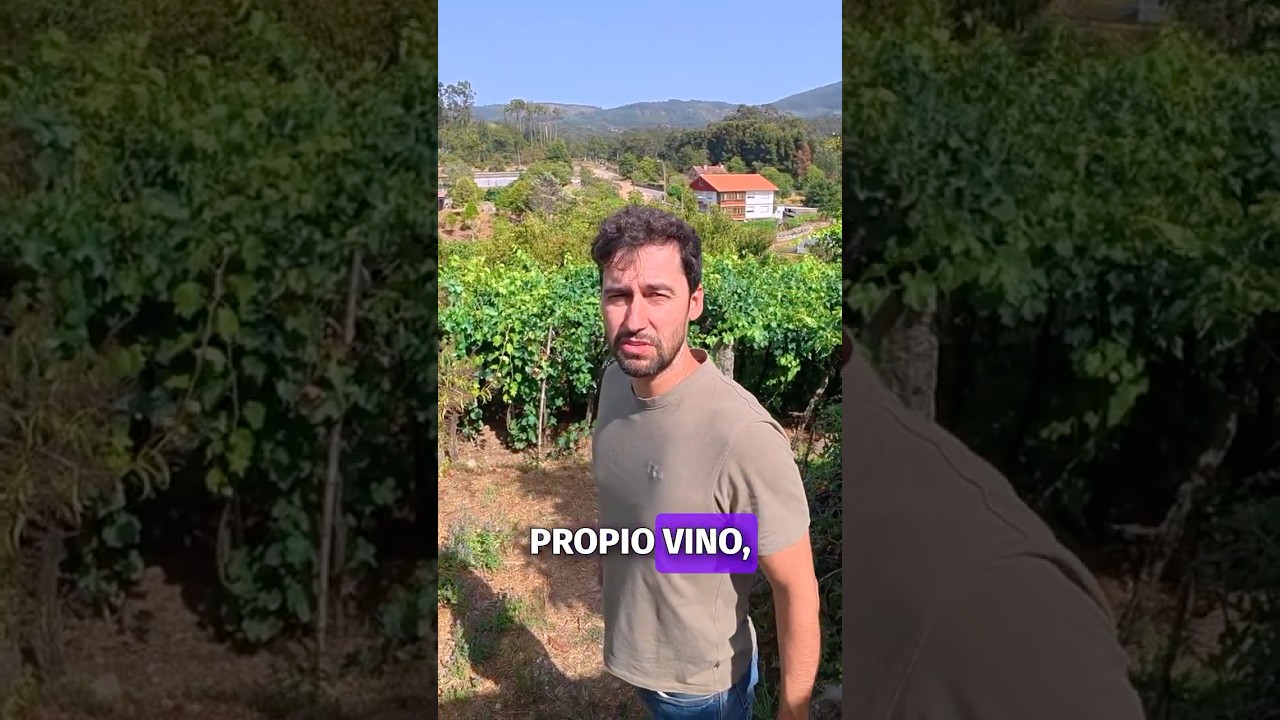 🍇 Vino casero en Galicia: la tradición de plantar uvas