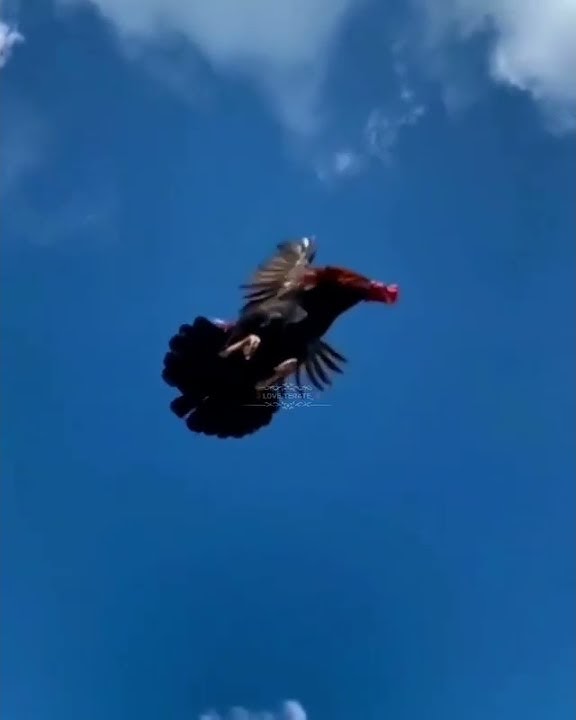 Story WA Ayam Jago PSHT Keren Terbaru