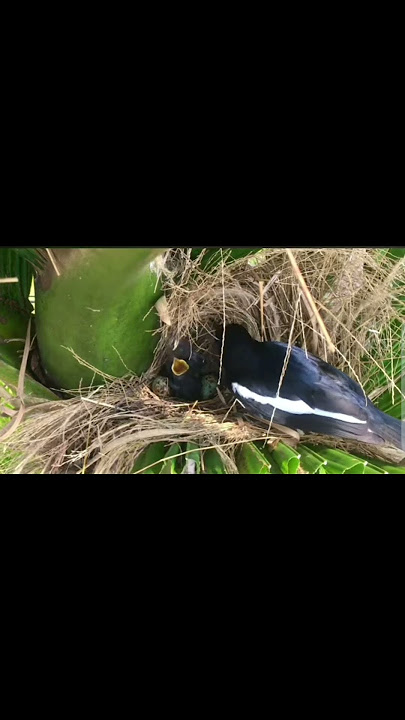 indukan burung kacer meloloh anaknya di alam liar