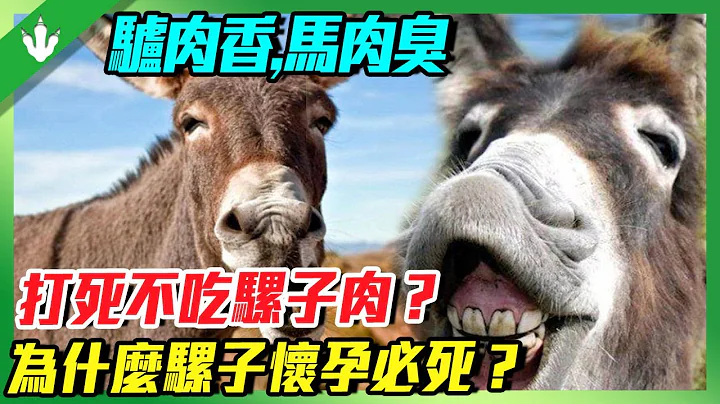 驴肉香，马肉臭，打死不吃骡子肉？为什么骡子怀孕必死？"罪魁祸首"就在… - 天天要闻