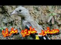 عصفور خلوي غربي الله يخلف على خونا وليد | الجزء الأول