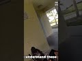 Police Questioning: Do You Understand Your Rights? #shorts