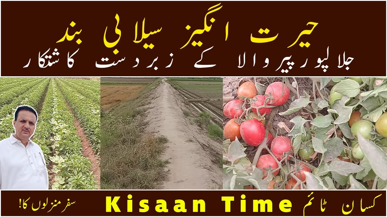 Jam Ghulam Shabir Darig Farms Prograssive farmer in Pakistan prograssive farmer kisaan timeکسان ٹائم