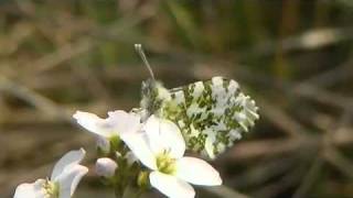 Orange Tip