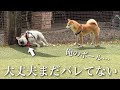 柴犬からパクったボールを隠し通すエレンたそ