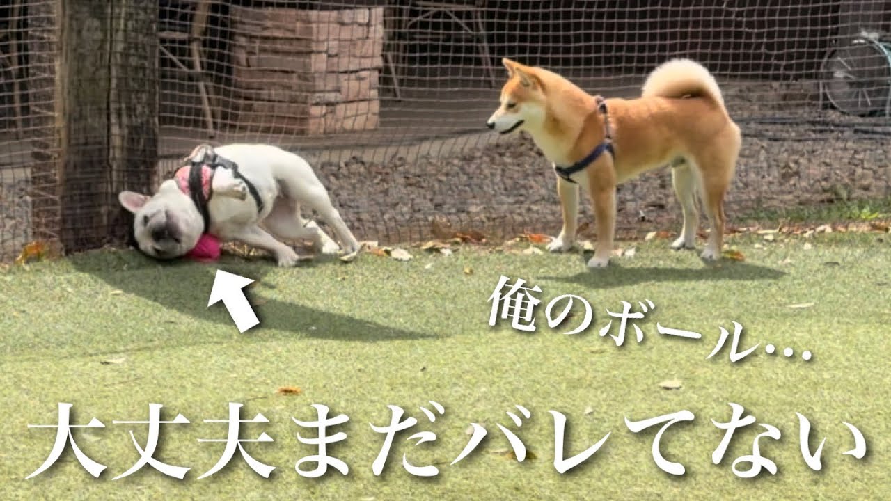 我儘愛犬 Ellen-chan manages to hide the ball she stole from a Shiba Inu
