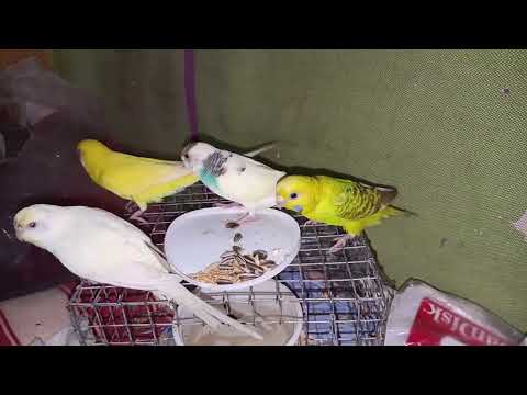 বাজিগর বা বদ্রি খেতে খেতেও মারপিট করে।