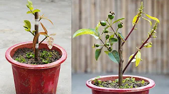 Discover The Secret To Effectively Grafting Mangoes Onto Guava Trees