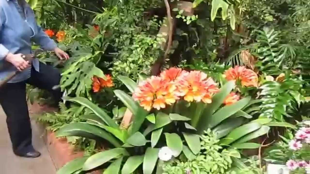 Watch Volunteers Tending the Sonnenberg Greenhouse on YouTube Watch Volunteers Tending the Sonnenberg Greenhouse on YouTube