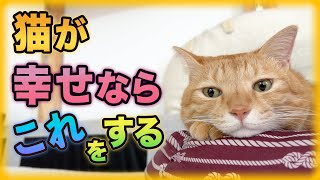 幸せを感じた猫だけがすること9選