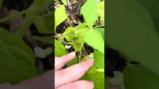 Bush beans and tomato update! #garden #beans #tomato