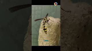 En la naturaleza hay de todo. ¿conocías esta avispa alfarera?