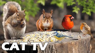 TV FOR PETS 😽🎥 Squirrels And Birds Have Lunch On The Wood Log Under The Sun | Entertain Your Cats