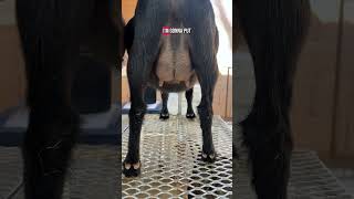 Is The Udder Poppin Yet?