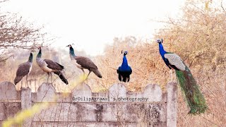 INDIAN PEACOCKS, DACING IN A ROW