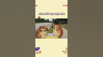 Nhìn thấy độ thiện cảm | Cheems Vui Tươi