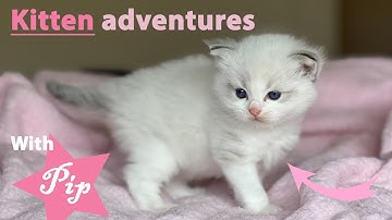 Kitten Adventures with Pip the Ragdoll