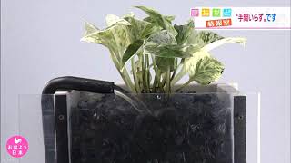 水替え不要水槽 せせらぎ室内ビオトープ 公式ページ 水替え不要水槽 せせらぎ室内ビオトープ 公式ページ
