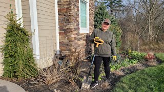 Transplanting an Established Rose, Moving Some Perennials, and Putting Up My Peony Supports.