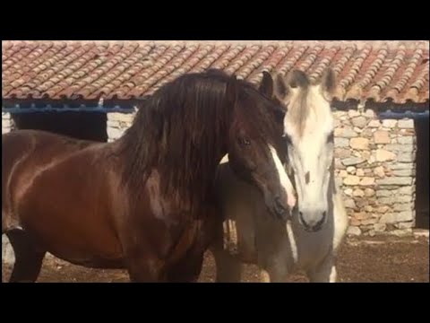 Caballo y yegua se conocen por primera vez.