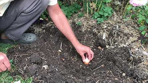 Protecting Bulbs from Rodents