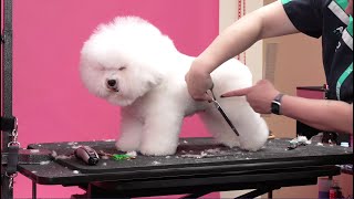 Bichon Grooming Tip - Leg Trimming w/ Lindsey Dicken by Groom Haüs 367 views 1 month ago 1 minute, 14 seconds