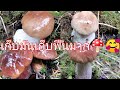 🙏🤩🍄ยิ่งเก็บยิ่งเจอแต่ดอกสวยๆ​เห็ด​ผึ้ง​หวาน​และ​เห็ด​ผึ้ง​เลือด​😀