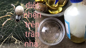 Cách  diệt nhện trên trần nhà đơn giản dễ làm mà bạn không biết