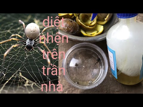Video: Cách đuổi nhện trong nhà: các biện pháp dân gian và hóa học