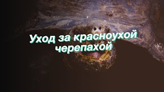 Уход за красноухой черепахой