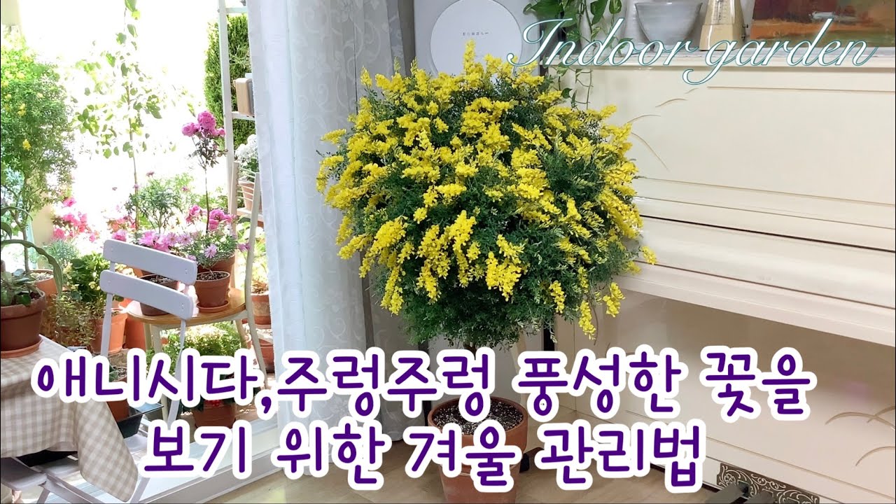 애니시다 분갈이 시 뿌리 잘라도 될까?/겨울 물주기/영양제 주는 시기