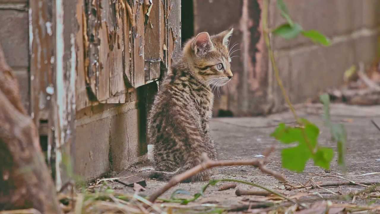 the secret life of kittens