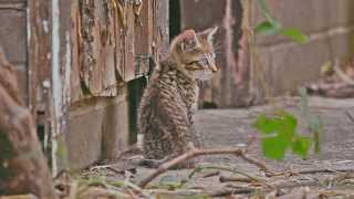 The Secret Life of Kittens
