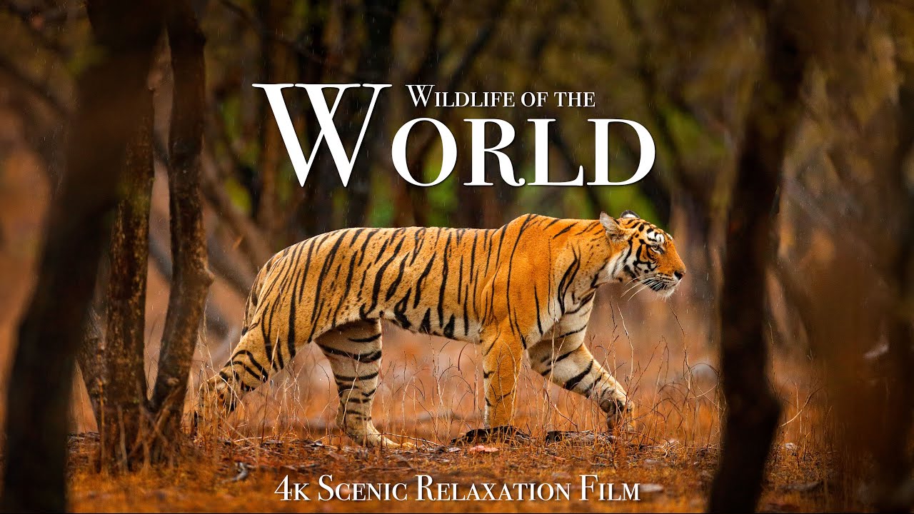 Wildlife of the World 4K   Scenic Animal Film With Inspiring Music