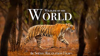 Wildlife of the World 4K - Scenic Animal Film With Inspiring Music by Scenic Relaxation 330,455 views 4 months ago 1 hour