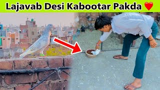 Lajavab Desi Kabootar Pakda ❤️| Sedi Ke Ghar Par 😊